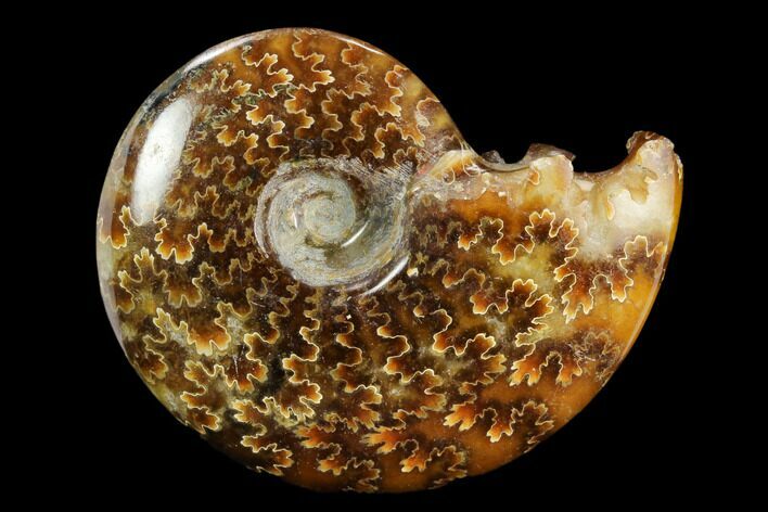 Polished, Agatized Ammonite (Cleoniceras) - Madagascar #117392